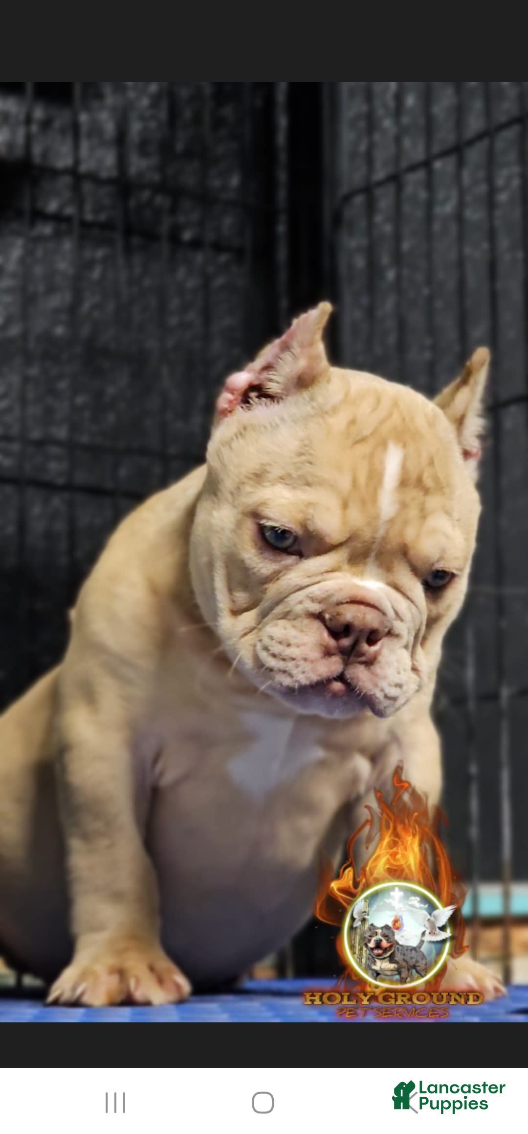 American Bully dogs for sale: Macho - Image 4