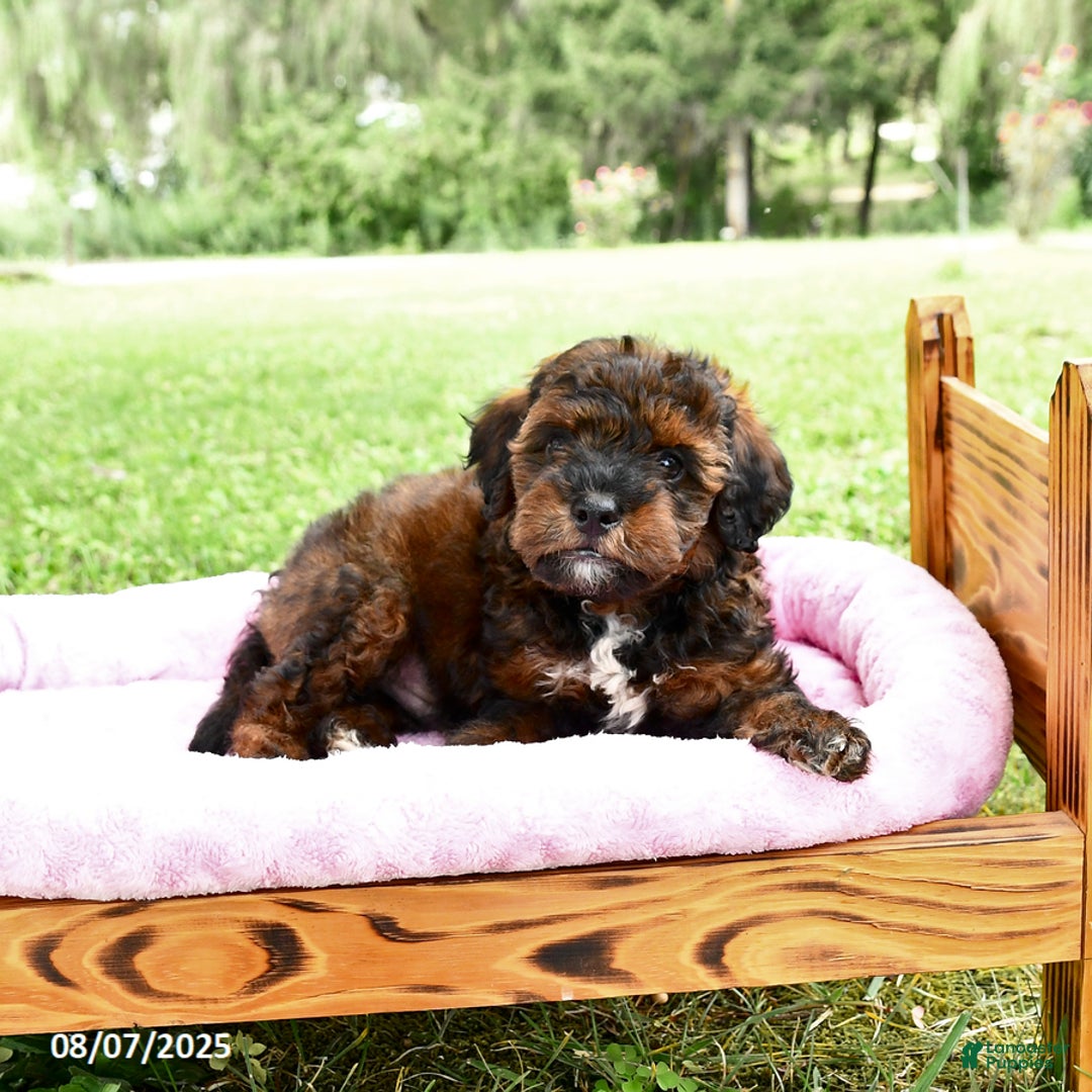Miniature Poodle dogs for sale: Elvis - Image 5