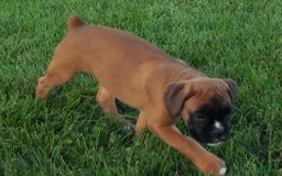 Boxer dogs for sale: Carin - Image 2