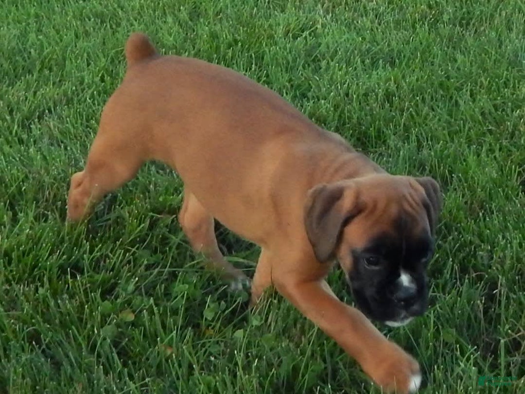 Boxer dogs for sale: Carin - Image 2