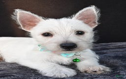 West Highland Terrier dogs for sale: Omar - Image 6