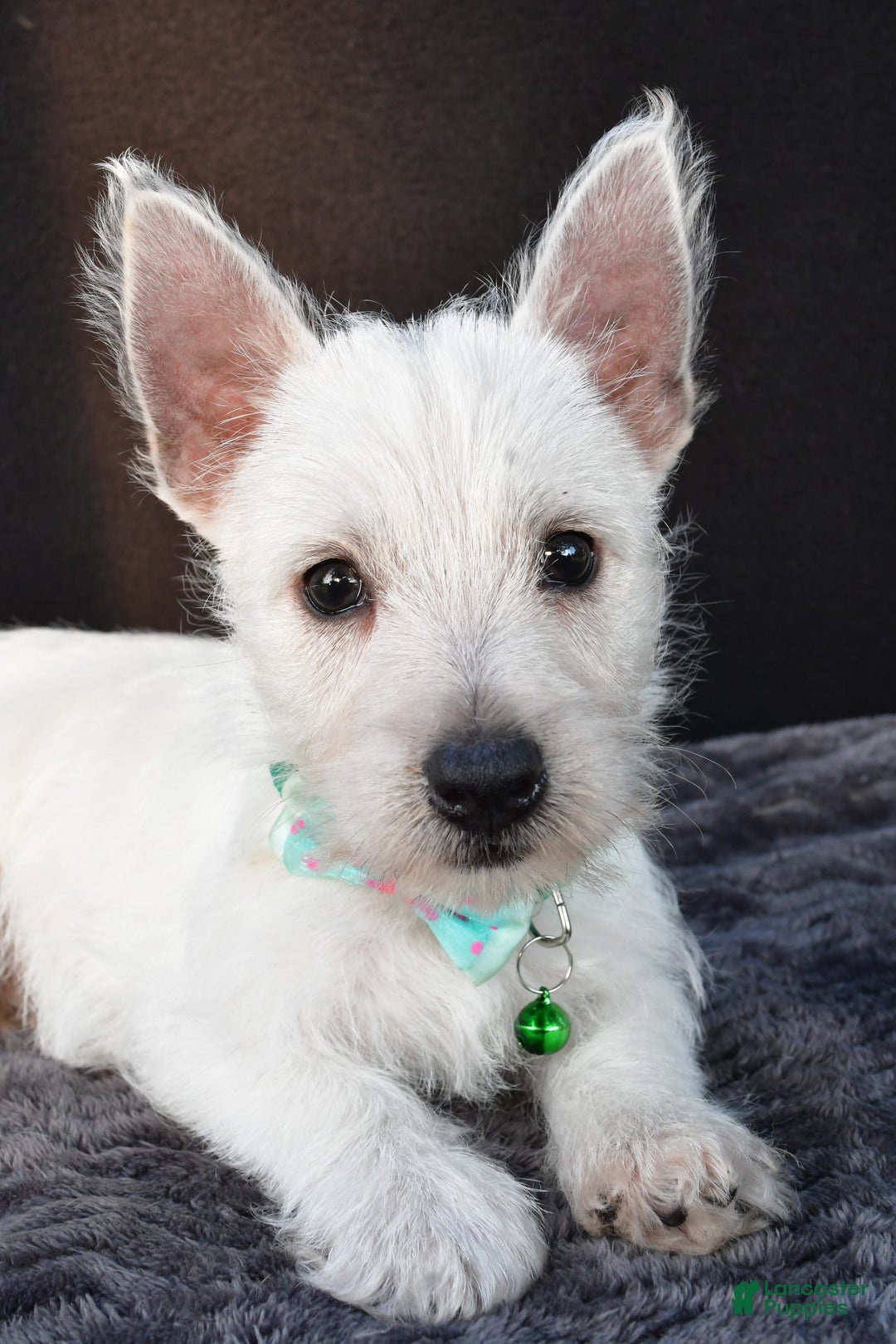 West Highland Terrier dogs for sale: Omar - Image 6