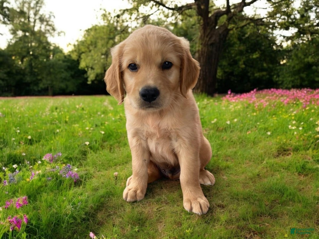 Golden Retriever dogs for sale: Sammy - Image 3