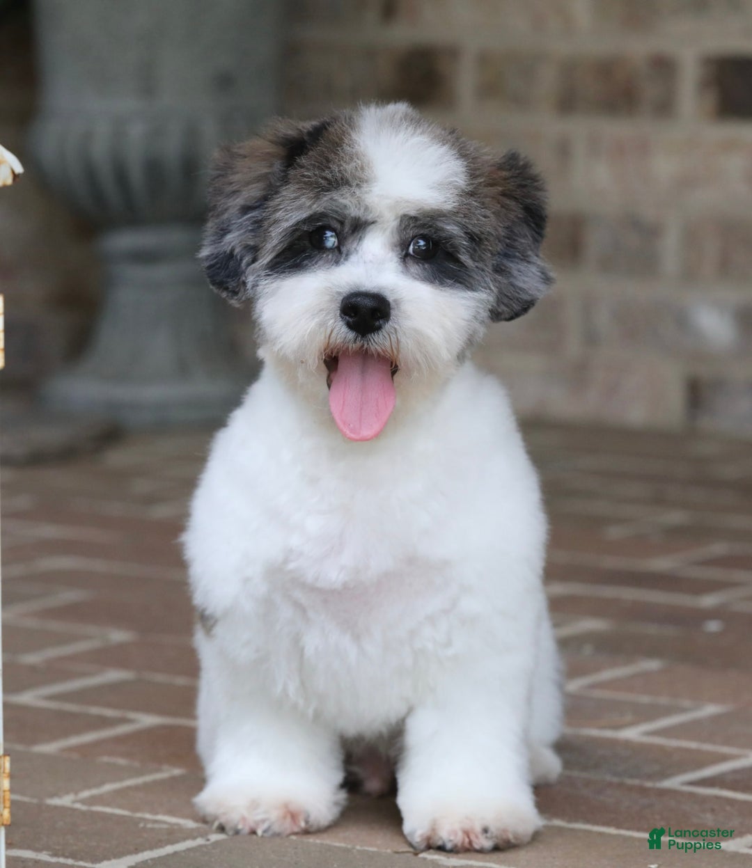 Shihpoo dogs for sale: Leo - Image 4