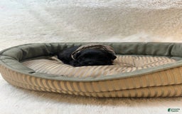 Morkie dogs for sale: Scottie - Image 1