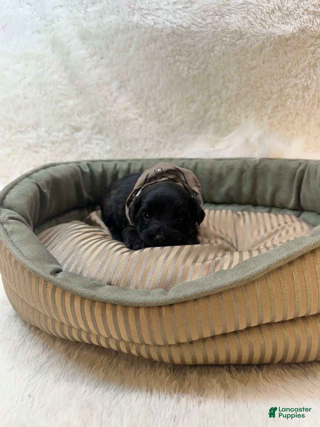 Morkie dogs for sale: Scottie - Image 1