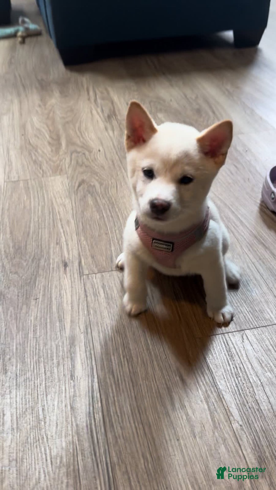 Shiba Inu dogs for sale: Luna - Image 7