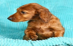 Irish Setter dogs for sale: Maverick - Image 3