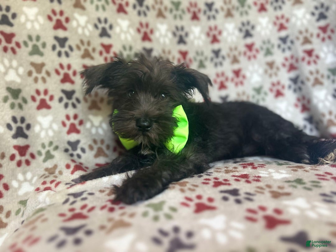 Miniature Schnauzer dogs for sale: Riot - Image 8