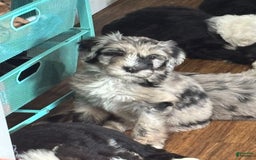 Old English Sheepdog dogs for sale: Light Pink Girl - Image 2