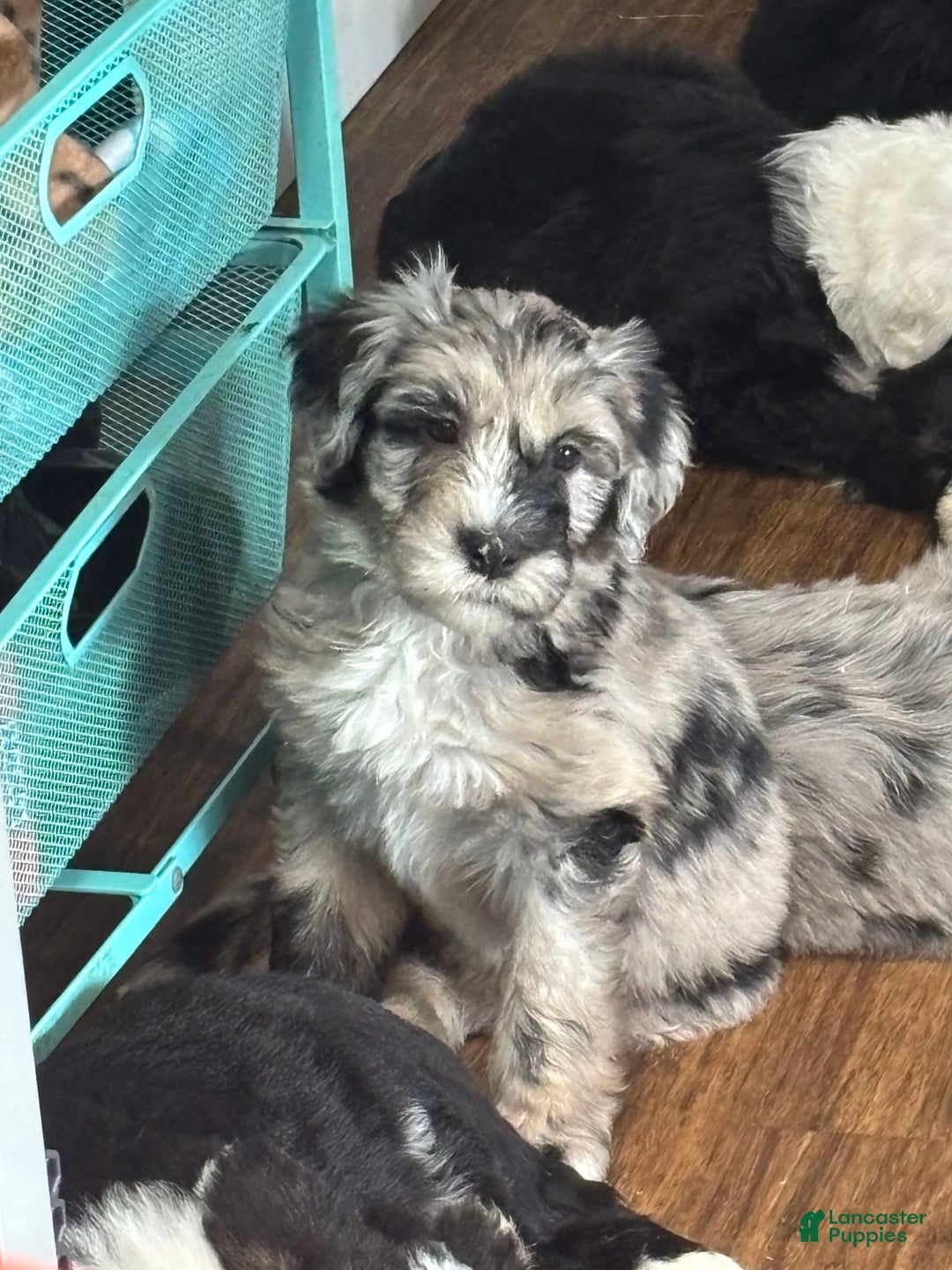 Old English Sheepdog dogs for sale: Light Pink Girl - Image 2