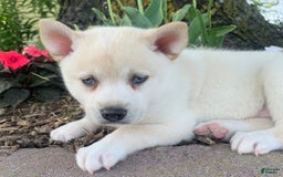 Alaskan Klee Kai dogs for sale: Handsome Boy Liam - Image 8