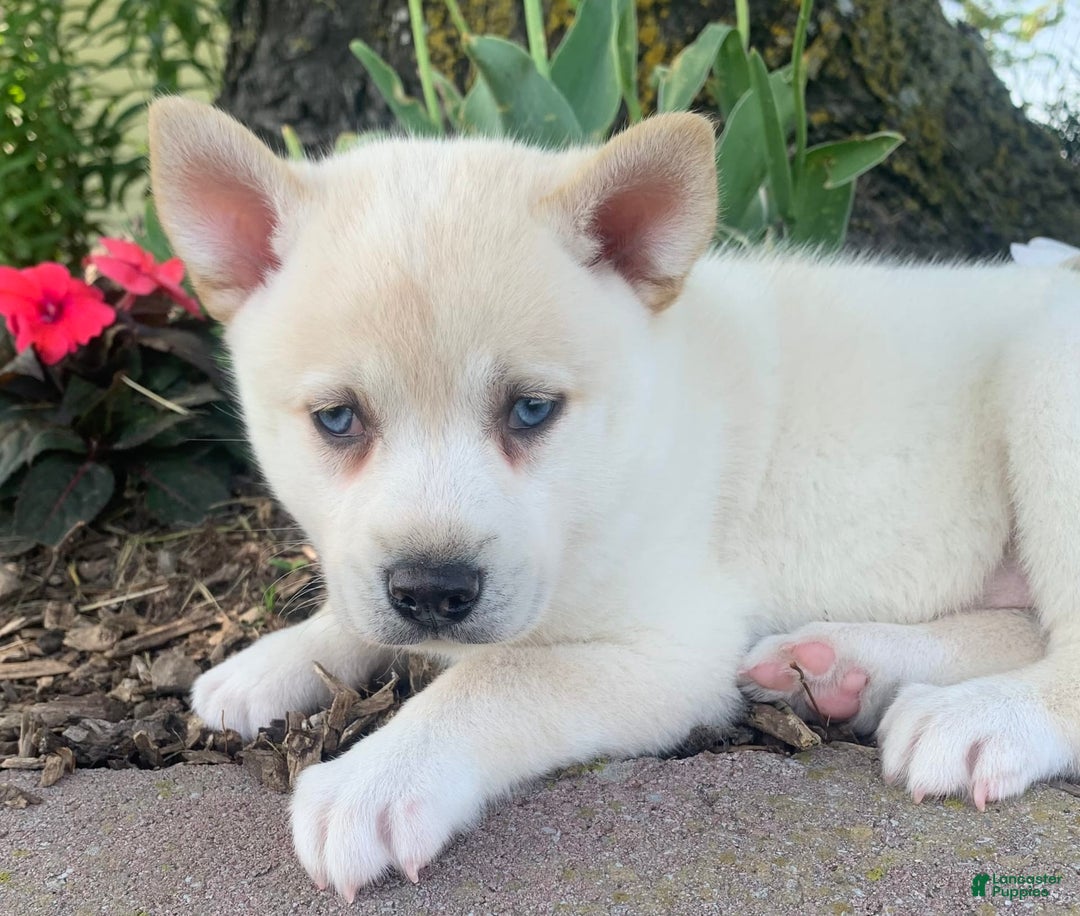 Alaskan Klee Kai dogs for sale: Handsome Boy Liam - Image 8