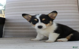 Welsh Corgi Pembroke dogs for sale: Lucky - Image 5