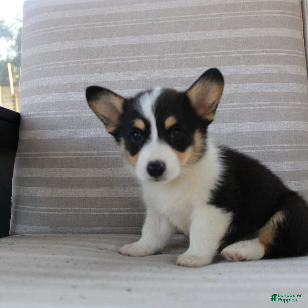 Welsh Corgi Pembroke dogs for sale: Lucky - Image 5