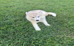Siberian Husky dogs for sale: Maverick - Image 4