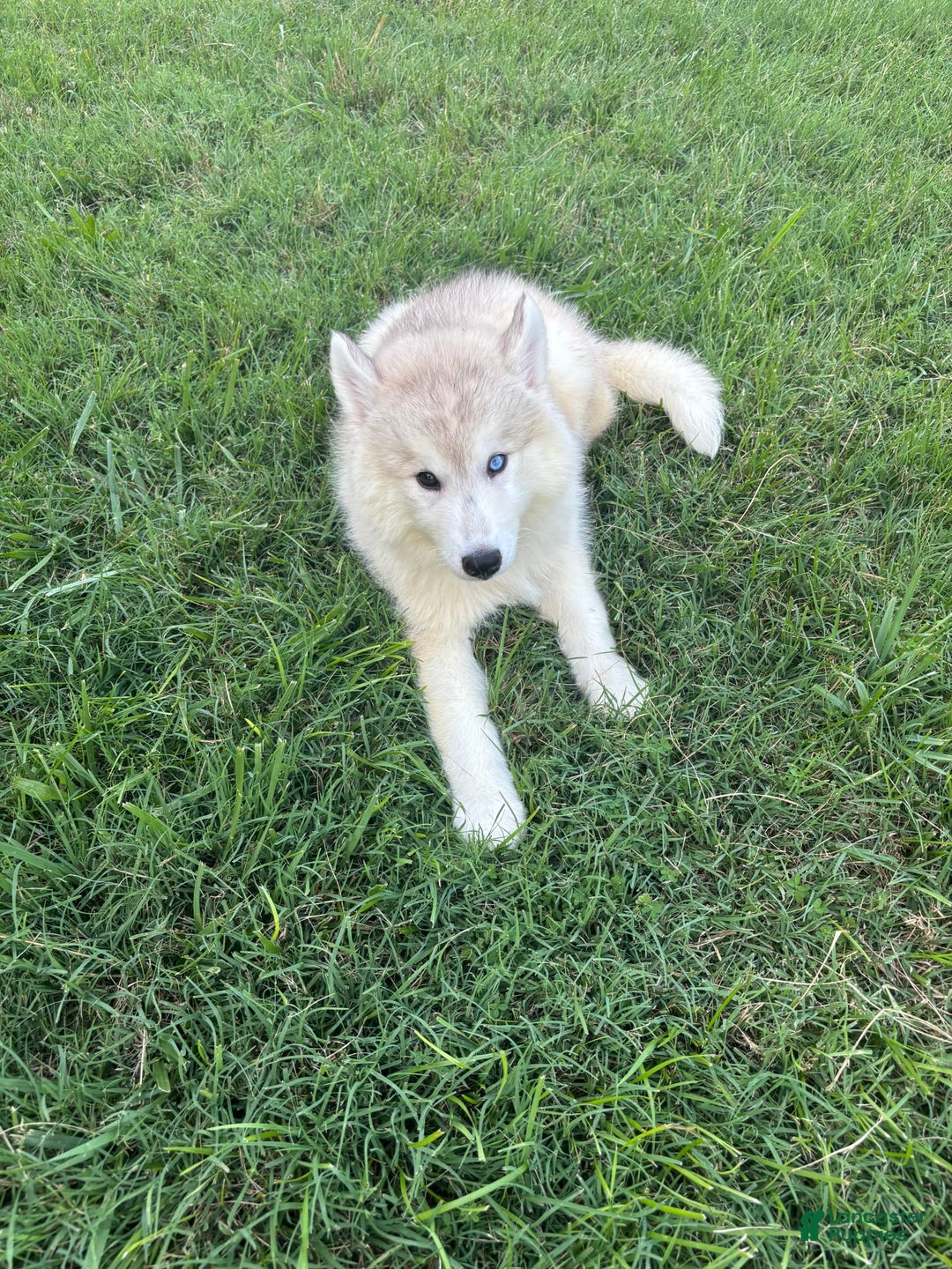 Siberian Husky dogs for sale: Maverick - Image 4