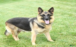 German Shepherd dogs for sale: Zeus - Listing for pets: Zeus, Ozzy, Zailey, Moose, Rizzo - Image 6