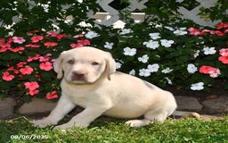 Labrador Retriever dogs for sale: Benny - Image 1