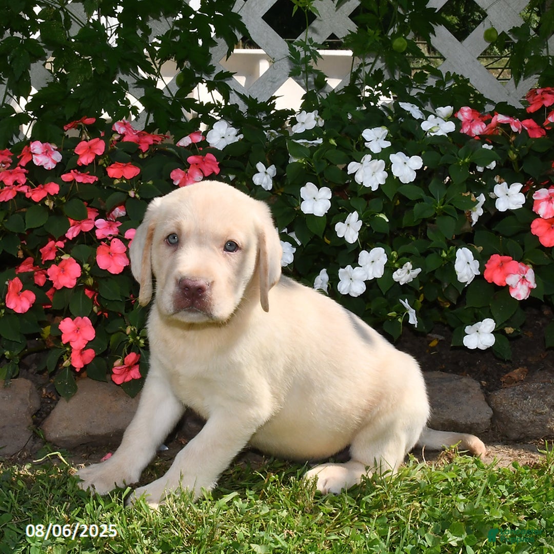 Labrador Retriever dogs for sale: Benny - Image 1