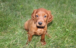 Irish Setter dogs for sale: Fluffy - Image 3