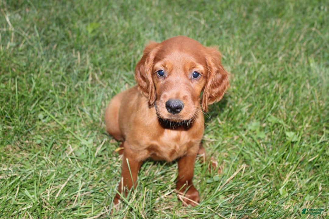 Irish Setter dogs for sale: Fluffy - Image 3