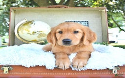 Golden Retriever dogs for sale: Abram - Image 7