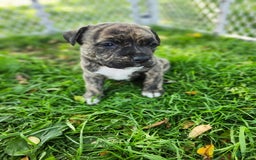 American Pit Bull Terrier dogs for sale: Cali - Image 3