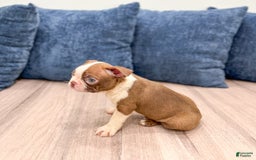Boston Terrier dogs for sale: Archie - Image 5