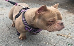 American Bully dogs for sale: Lance - Image 25