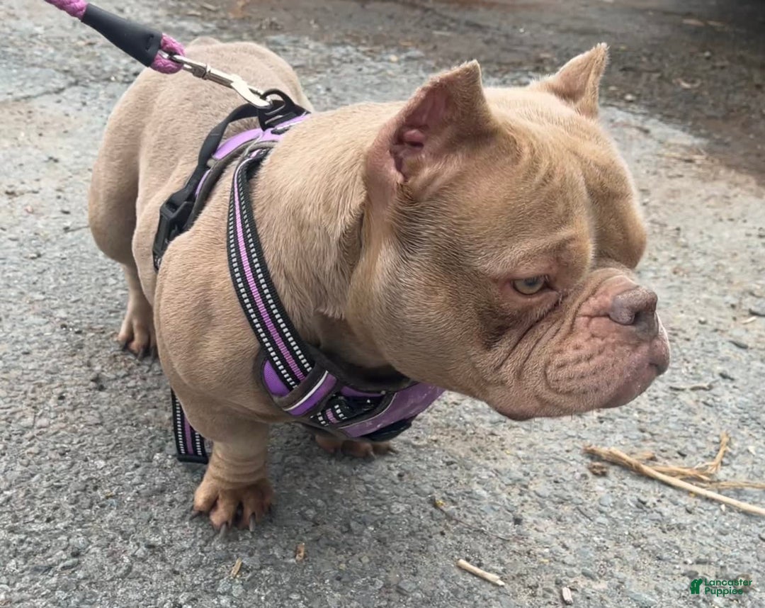 American Bully dogs for sale: Lance - Image 25