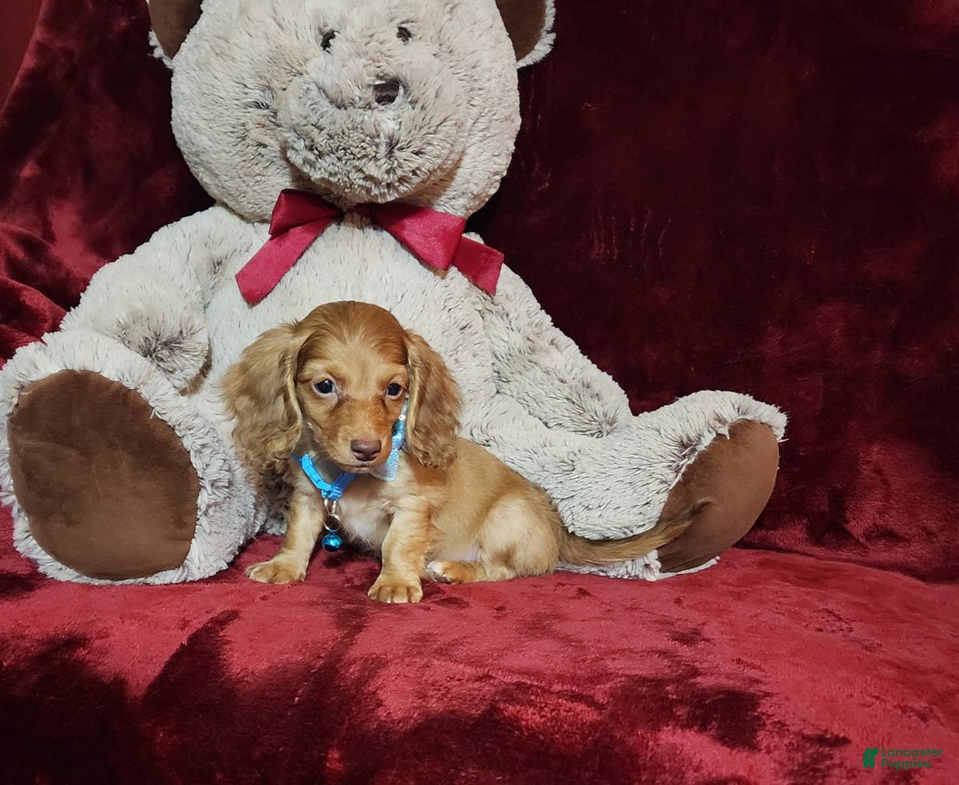 Miniature Dachshund dogs for sale: Tango - Image 7