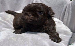 Shih Tzu dogs for sale: Bricklin - Image 1