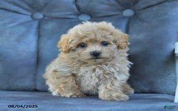 Maltipoo dogs for sale: Sprinkles - Image 3