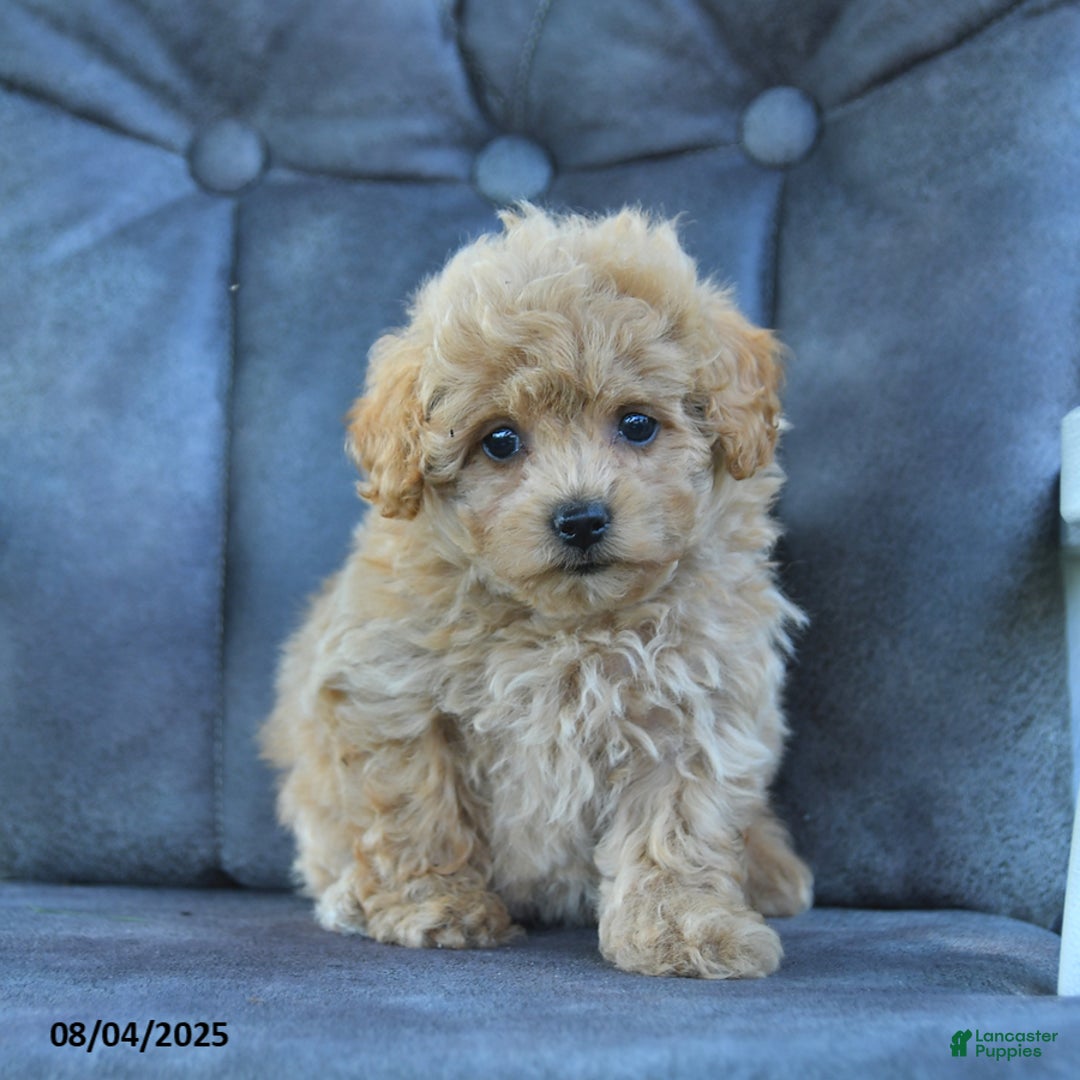 Maltipoo dogs for sale: Sprinkles - Image 3
