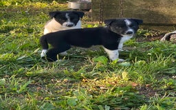 Border Collie dogs for sale: Blackie - Image 2