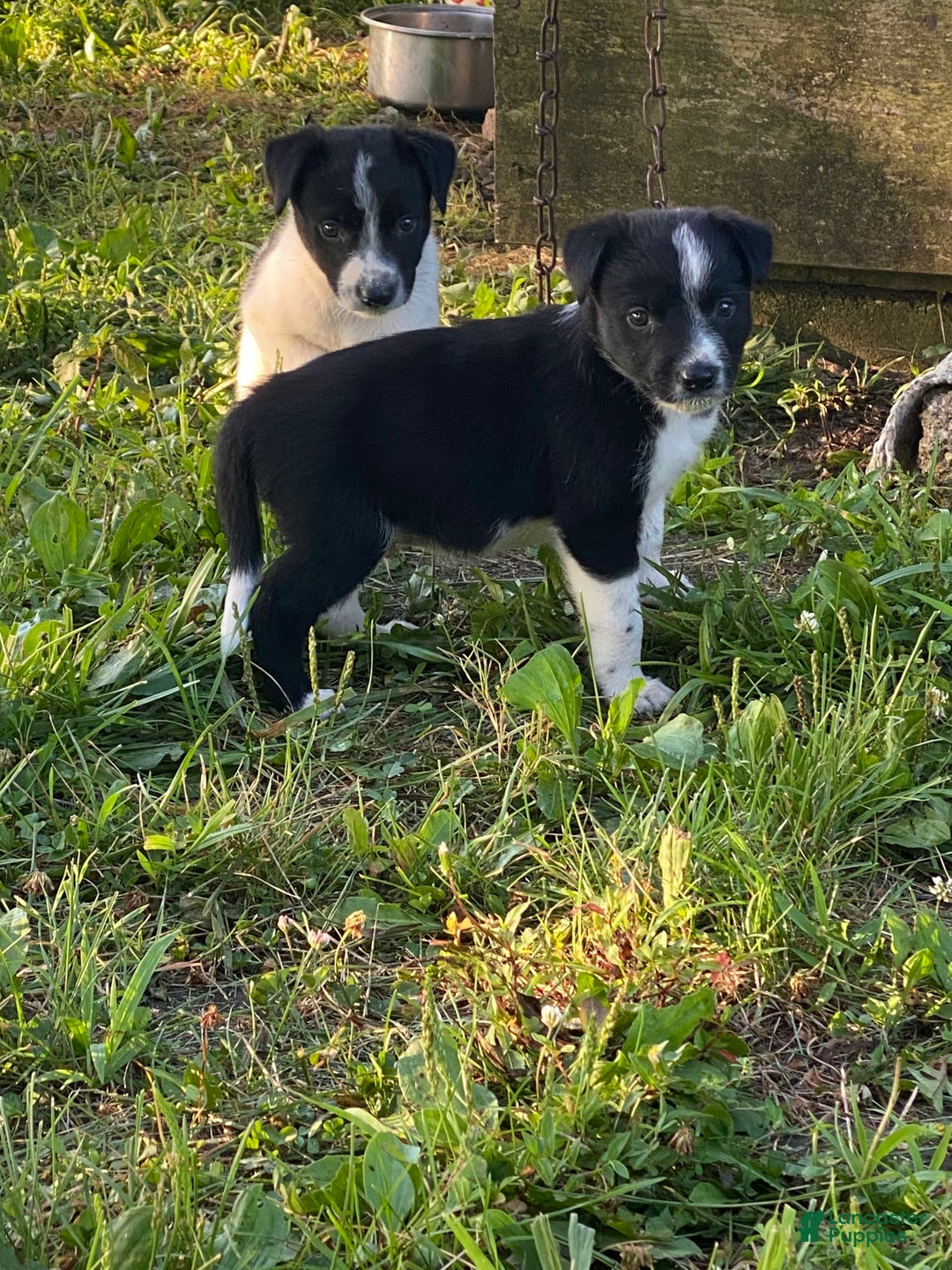 Border Collie dogs for sale: Blackie - Image 2