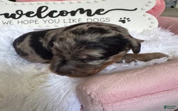 Bernedoodle dogs for sale: Merle Girl A - Image 1