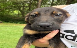German Shepherd dogs for sale: Loki - Image 7