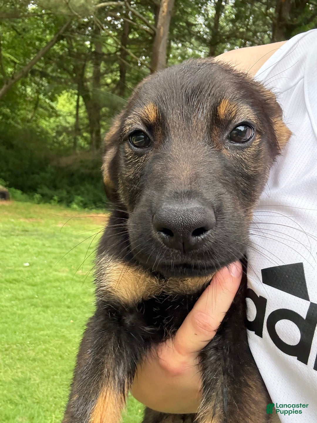 German Shepherd dogs for sale: Loki - Image 7