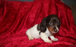 Miniature Dachshund dogs for sale: Chloe Mini - Image 8