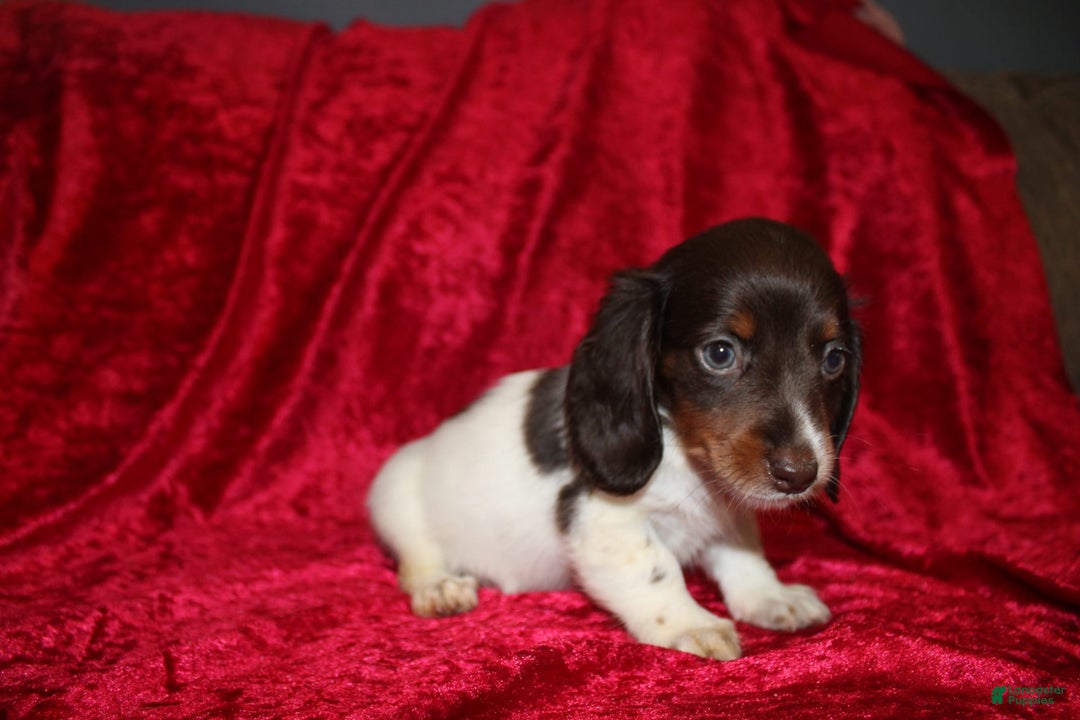 Miniature Dachshund dogs for sale: Chloe Mini - Image 8