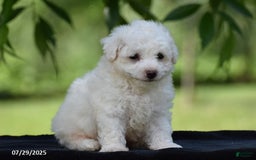 Bichon Frise dogs for sale: Jared - Image 2