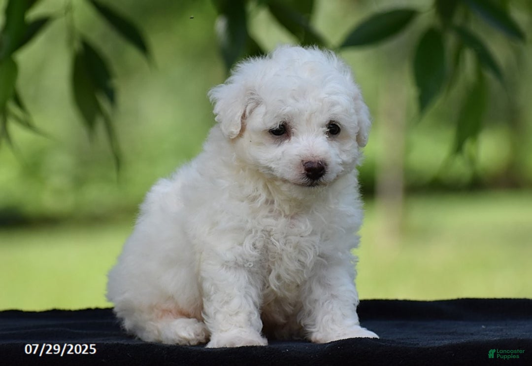 Bichon Frise dogs for sale: Jared - Image 2