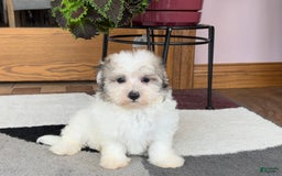 Maltese dogs for sale: Bentley - Image 8