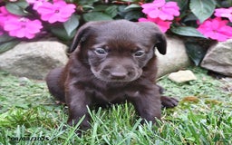 Labrador Retriever dogs for sale: Nellie - Image 3