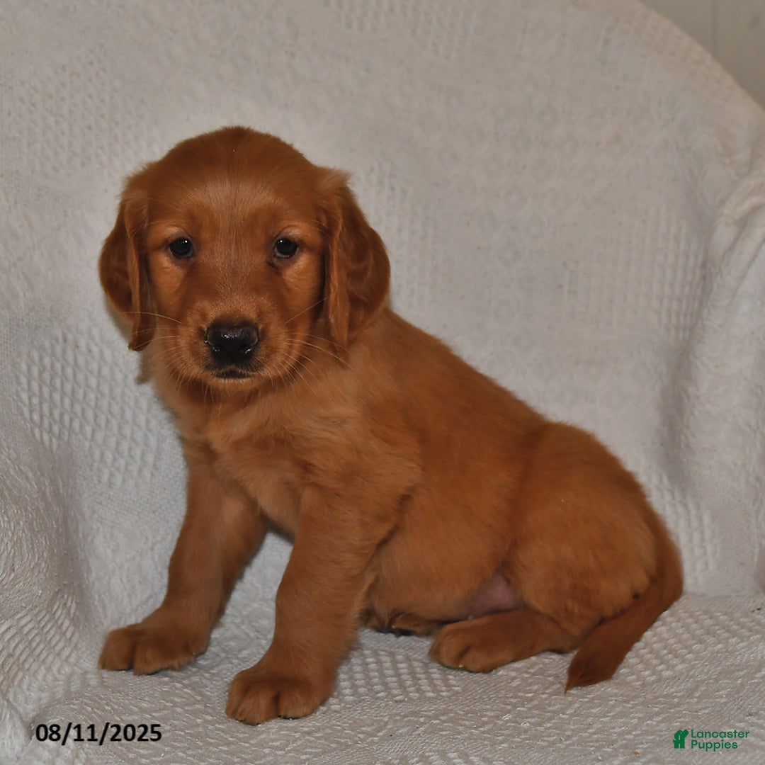 Golden Retriever dogs for sale: Golden Retriever 11 puppies - Image 26