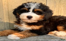 Mini Bernedoodle dogs for sale: 💜 Boston Ma 💜 Mini Bernedoodle - Image 16