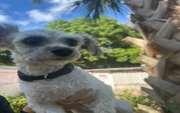 Malshi dogs for sale: Rafael - Image 5