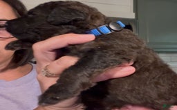 Bernedoodle dogs for sale: Royal Blue Boy - Image 6